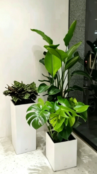 海曙花木租摆服务费-杭州湾绿植租摆摆放技巧-镇海室内植物出租方便吗-余姚绿植租摆营销